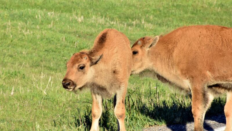 The spiritual significance of the rare white bison that’s been spotted at Yellowstone