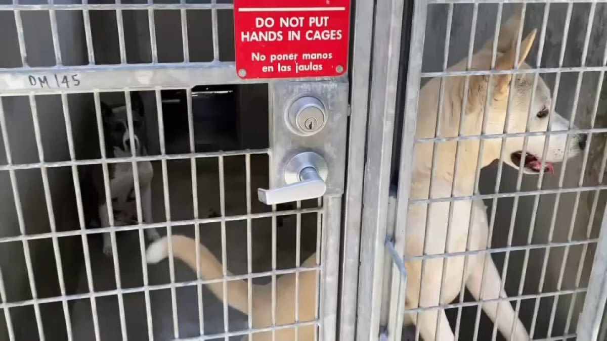 Animal activists concerned with LA's ability to properly care for shelter dogs