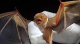 Yes, bat roosting season is a thing you need to be aware of. Here’s what to know