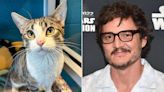 Rescue Cat Named After Pedro Pascal Gets Adopted One Day After Going Viral
