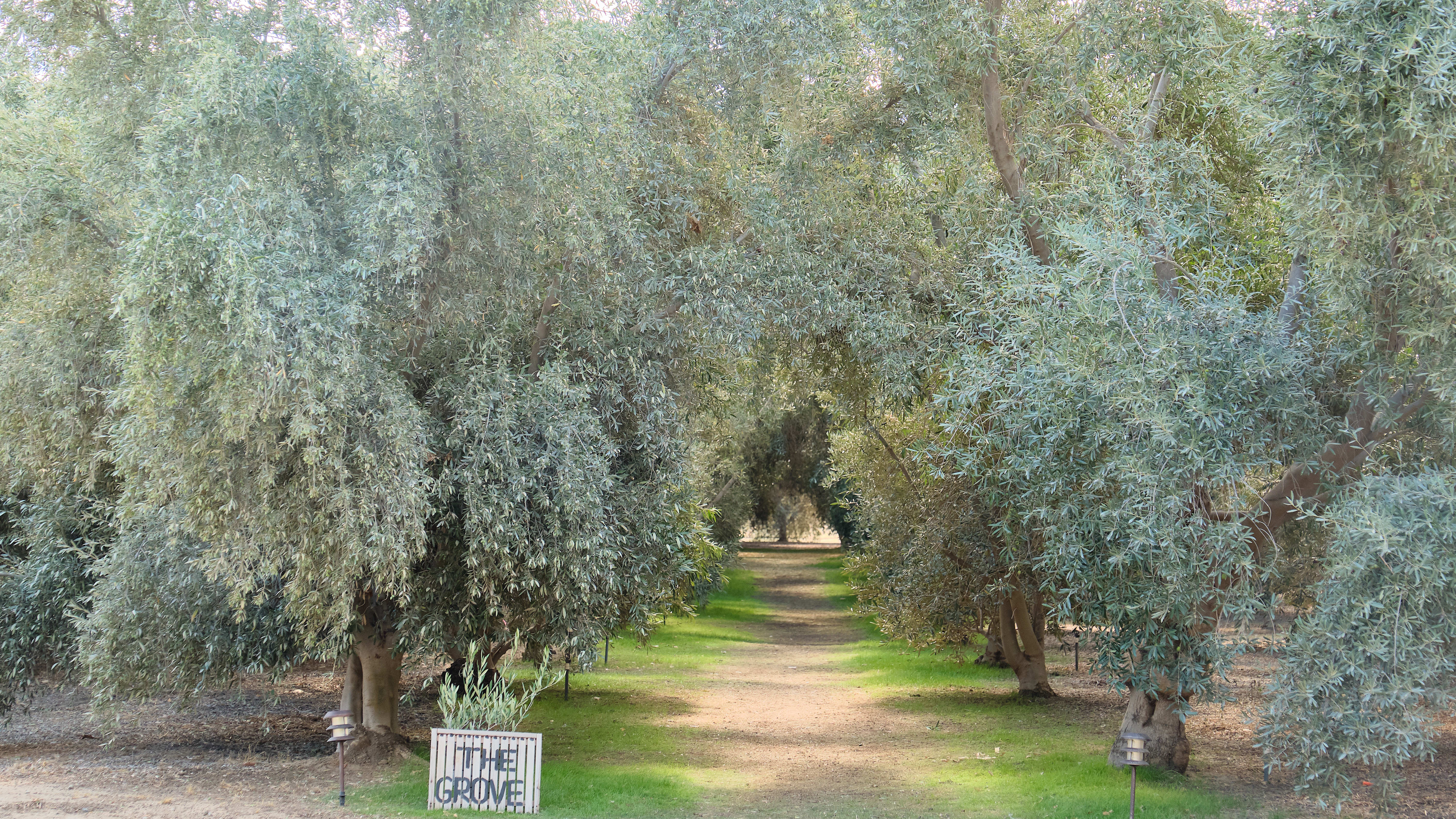 A detour along CA State Route 371 is well worth it for this farm-fresh olive oil tasting