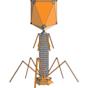 bacteriophage Animation