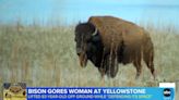 83-year-old woman injured after being gored by bison at Yellowstone National Park: Officials