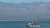 Expedition finds resilient population of world’s endangered vaquita porpoise