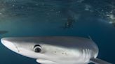 Por qué un grupo de tiburones dio positivo en un test de cocaína en Brasil - La Tercera