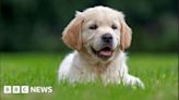 Cat and dog abduction bill backed by Northern Ireland Assembly