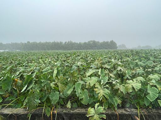 颱風凱米肆虐葉菜產區受損嚴重 農業部：未來3至4周價格波動大