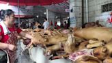 Voices: The annual Yulin dog-eating festival has begun – yes, you read that right