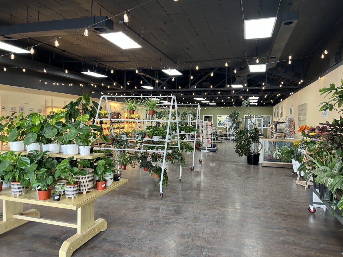 Better Know a Business: Jungle Room Plant Co. celebrates new location, expanded offerings in heart of Ogden