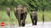 Sri Lanka pilgrims flee as elephant runs amok - Times of India