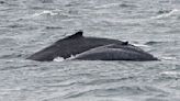 First humpback whale moms, calves return to local waters for feeding season