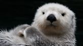 Sea otters were hunted to near-extinction. Can they be reintroduced to former habitat?