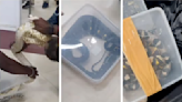Customs officials find 22 snakes in woman's checked bags at India airport