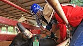 Rodeo in the Rock held at fairgrounds | Northwest Arkansas Democrat-Gazette