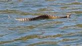 There's a snake in my Butte! Search and Rescue warns public on increase in snakes