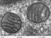 Mitochondrion