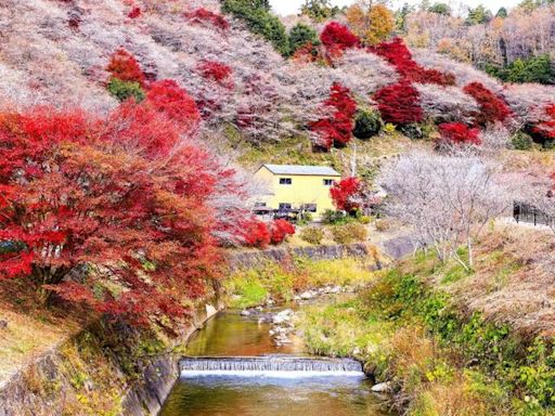 日韓賞楓／新熱點推薦！加碼超前佈署「釜山煙火節」 | 蕃新聞