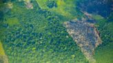 Pará registra 21% de redução no desmatamento e tem menor área desmatada desde 2019