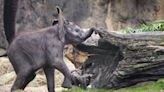 Disney: Baby elephant Corra makes Animal Kingdom debut