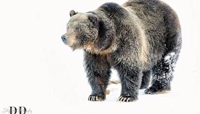 Headless, pawless grizzly left in river by Montana wildlife officials stirs outrage