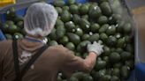 México resuelve una queja de EE.UU. sobre derechos laborales en una empresa de aguacates