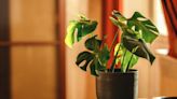 How to Grow and Care for Monstera Plants