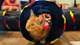 Thurston County’s first and only cat cafe just opened in Olympia. Take a look