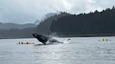 Breaching whale’s ‘shock wave’ generates chaos for kayakers