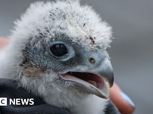 Sheffield: Three peregrine chicks fledged at city university