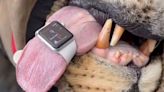 Apple Watch not just for humans, vet finds it can track animal heart rates too; Video goes viral