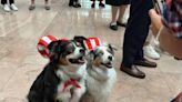 At bipawtisan pet parade in DC, both parties agree: costumed pups are doggone cute