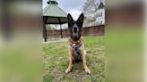 MSPCA seeks donations to help offset cost of surgery for German shepherd with severe arthritis - Boston News, Weather, Sports | WHDH 7News