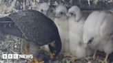 Competition to name Leamington Spa peregrine falcon chicks