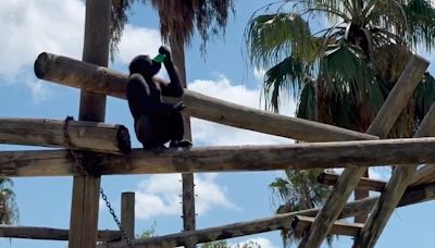 Watch: Gorillas at Texas zoo beat the heat with frosty snow cones