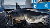 9-foot great white shark starts journey north, pings off St. George Island, Florida