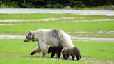 After highway death of beloved white grizzly bear in B.C., experts look for lessons | CBC News