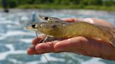 Dirty shrimp farms are punching a huge hole in the environment. A.I. could cut it in half