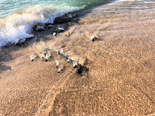 Shipwreck peeks out of sand at Lake Michigan beach