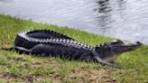 Man Killed in Suspected Alligator Attack While Looking for Frisbees at Florida Park, Police Say