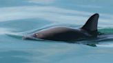 Mexican navy sets net hooks in bid to help vaquita porpoise