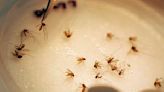 Mecklenburg County alerts residents about increase in West Nile virus activity in state