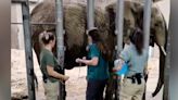 2 elephants are pregnant at the Fresno Chaffee Zoo