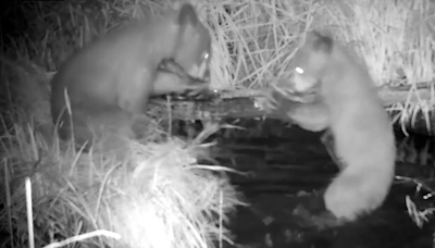 Playful bear siblings take a moonlight dip in a pond