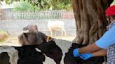 58L animals vaccinated across Punjab