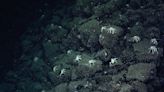Scientists discovered a field of deep-sea hot springs after following a trail of crabs like breadcrumbs on the ocean floor