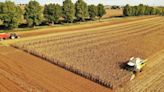 Europe's farmers bring in drought-scarred maize crop