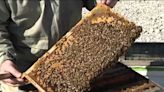 Pittsburgh International's apiary program is giving honeybees a safe place to land