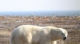 Climate change and loss of sea ice putting polar bears at risk of starvation, collar cameras show