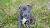 Pit Bull Puppy’s Cute Morning Routine Is Enough to Make Anyone Melt