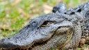 Florida Man Runs Over Gator to Save His Neighbor